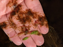 Potamogeton bicupulatus