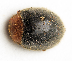 Rhyzobius lophanthae