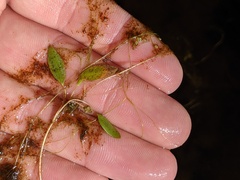 Potamogeton bicupulatus