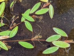 Potamogeton diversifolius