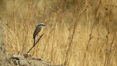 Ochthoeca oenanthoides