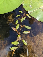 Potamogeton diversifolius