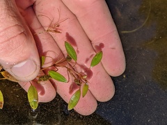 Potamogeton diversifolius