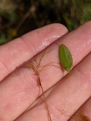 Potamogeton diversifolius
