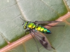 Condylostylus occidentalis