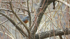 Pseudosaltator rufiventris