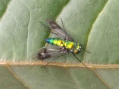 Condylostylus occidentalis