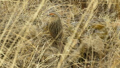 Asthenes maculicauda