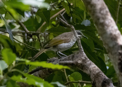 Territornis reticulata