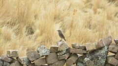 Cnemarchus rufipennis