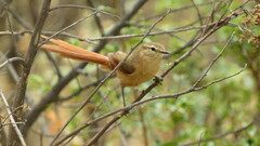 Sylviorthorhynchus yanacensis
