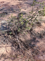 Eremophila serrulata