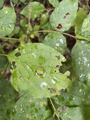 Parallelodiplosis subtruncata
