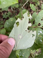 Parallelodiplosis subtruncata