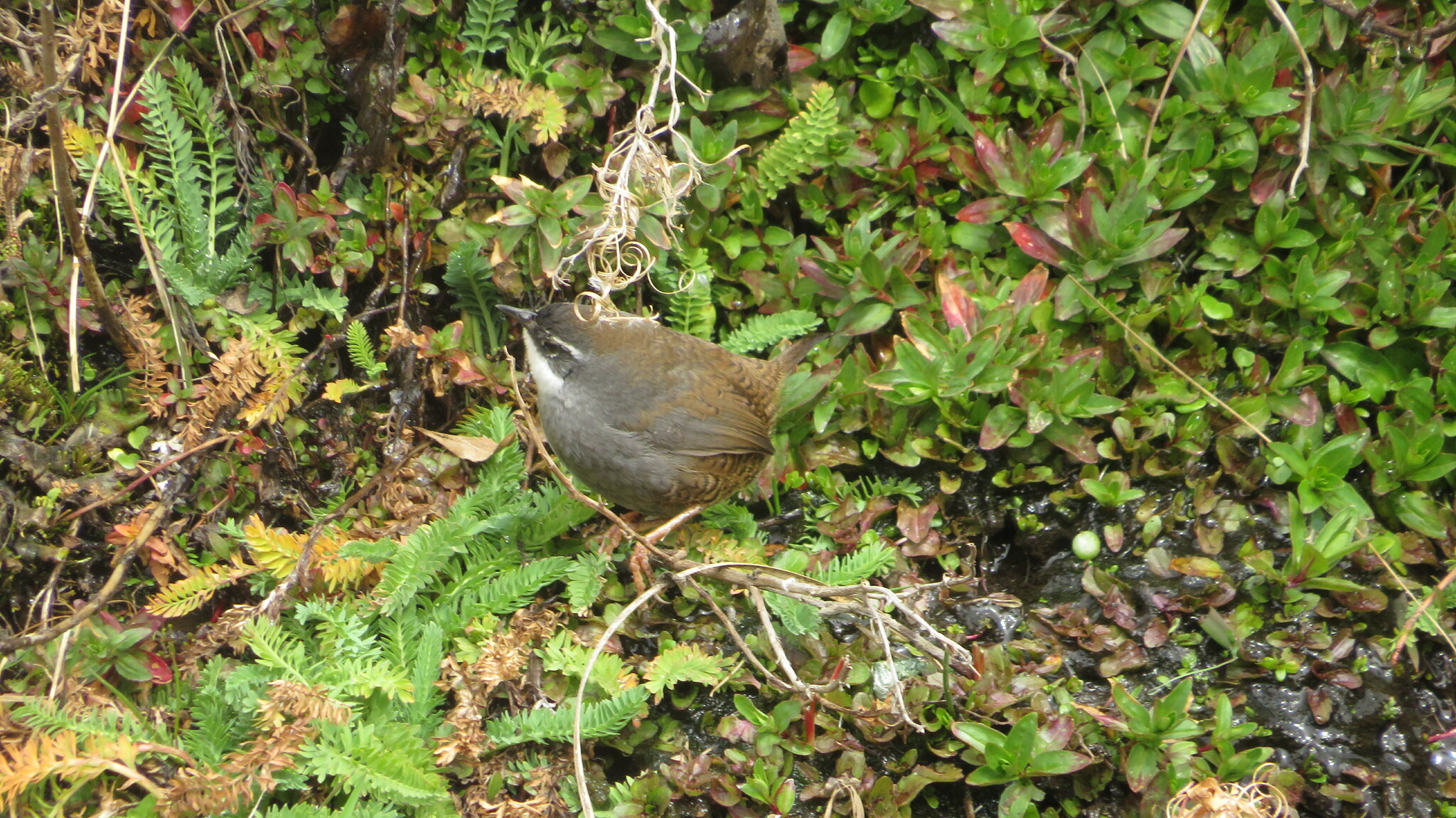 Zimmer's Tapaculo illustration