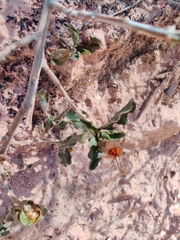 Eremophila serrulata