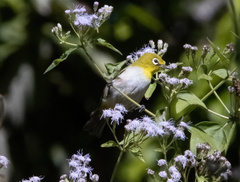 Zosterops citrinella