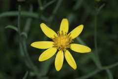 Senecio yurensis
