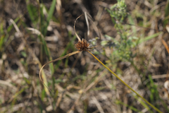 Cyperus lupulinus macilentus