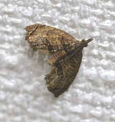 Taeniarchis catenata