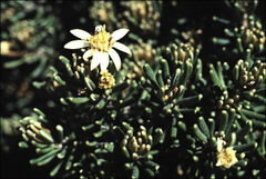 Olearia ledifolia