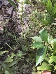 Media resource of Spiranthes romanzoffiana