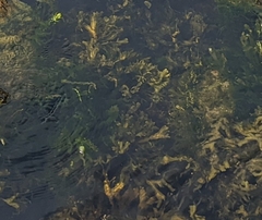 Fucus serratus