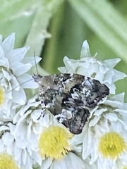 Choreutis diana