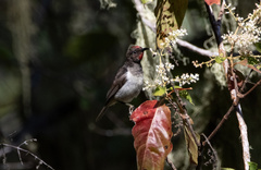 Myzomela vulnerata