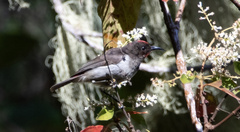 Myzomela vulnerata