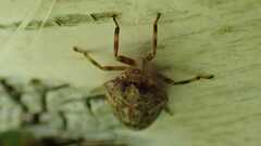 Issus coleoptratus