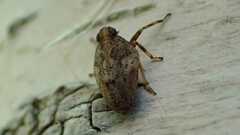 Issus coleoptratus