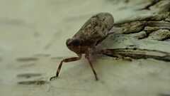 Issus coleoptratus