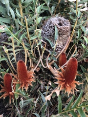 Banksia blechnifolia