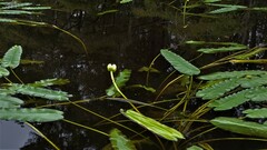 Nuphar sagittifolia