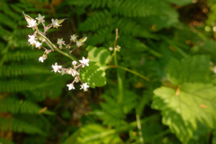 Tiarella trifoliata trifoliata