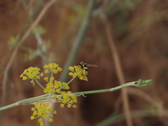 Euodynerus variegatus
