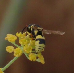 Euodynerus variegatus