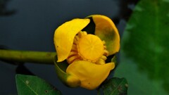 Nuphar sagittifolia
