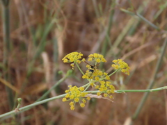 Euodynerus variegatus