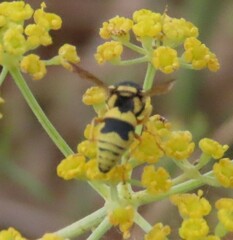 Euodynerus variegatus