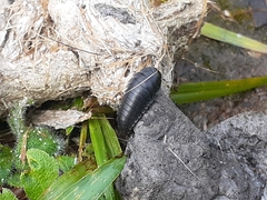 Necrophila americana