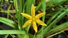 Hypoxis curtissii