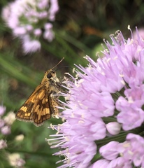 Polites peckius
