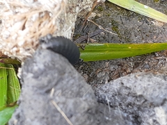 Necrophila americana