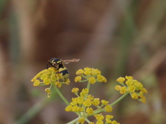 Euodynerus variegatus