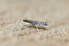 Parectopa bumeliella