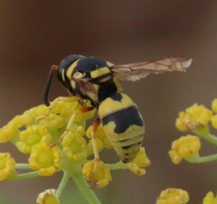 Euodynerus variegatus