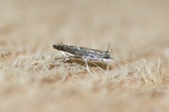 Parectopa bumeliella