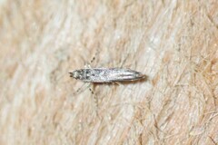 Parectopa bumeliella